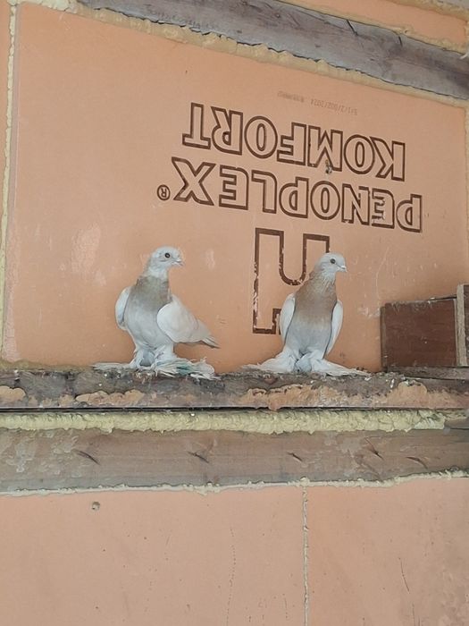 Продам голубей бойных