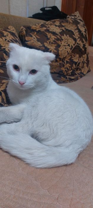 Кот шотландский скоттиш фолд