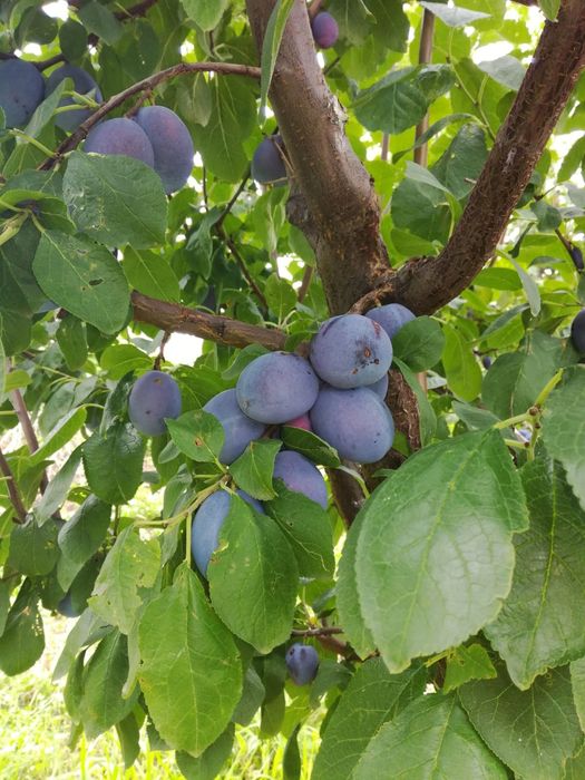 Prune centenar, Stanley și d' agen de masă și țuică  de vanzare