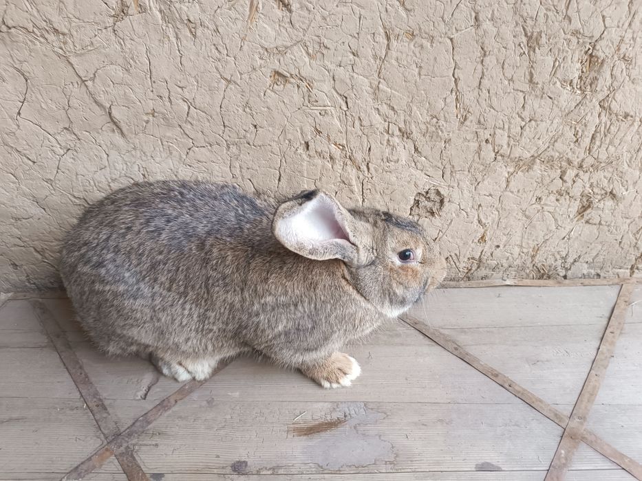 Velikan quyon samest 6-7 oylik