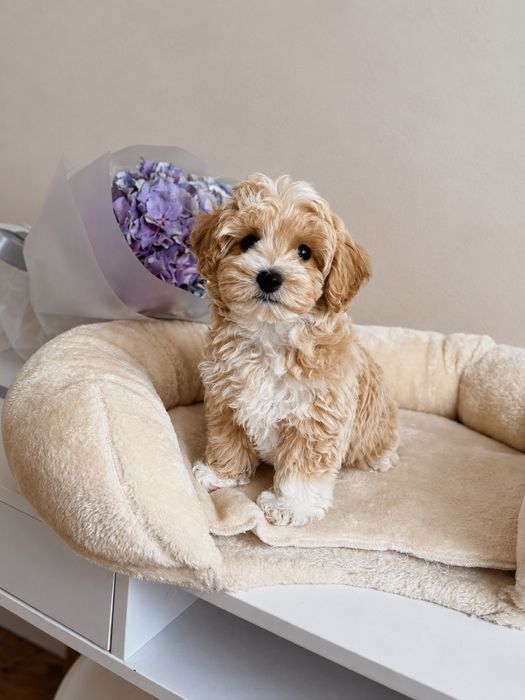 Maltipoo Mini Toy