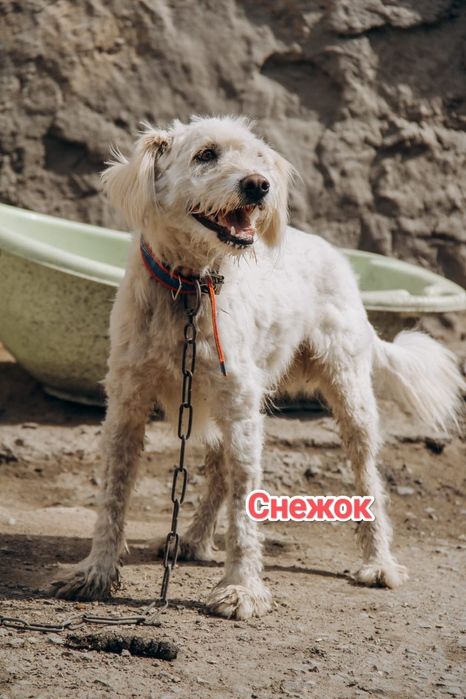 Дарю в добрые и ответственные руки