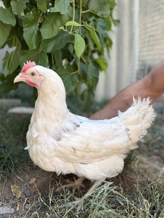 Молодые несушки Коралл