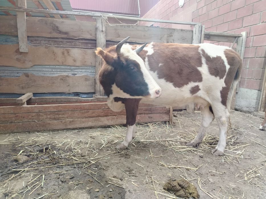 Соңы бар порнофотосуреттер