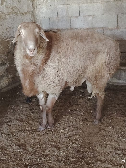 Продам кошкар 2 года