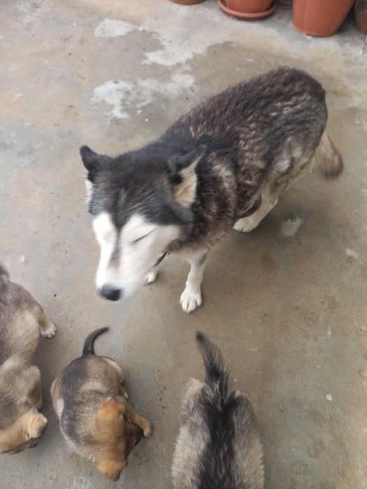 Подарявам кученца