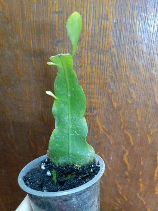 Продам цветочки по 500 тг!