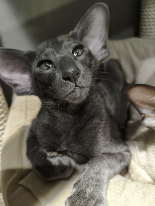 Ориентальный котёнок экстрим