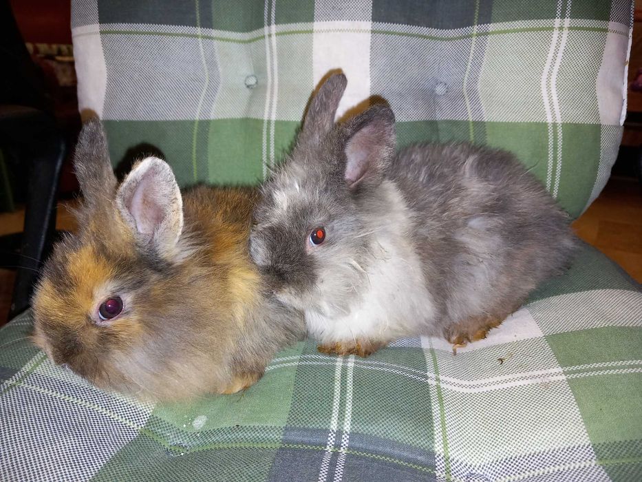 Iepure Mini Toys Iepure de Companie