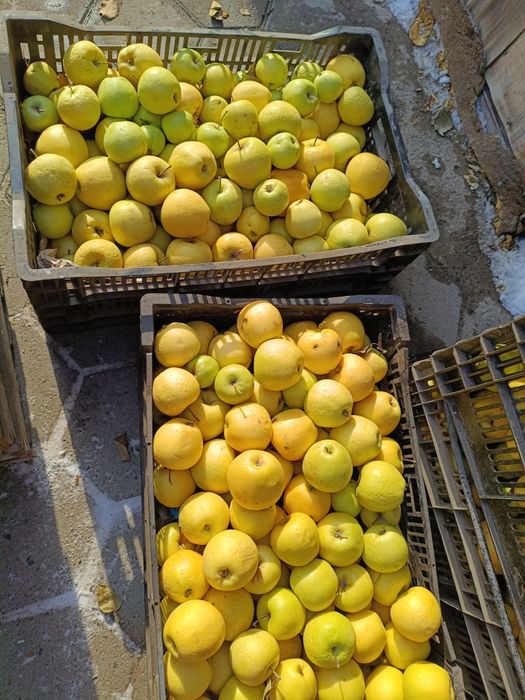 Яблоки золотой превосход