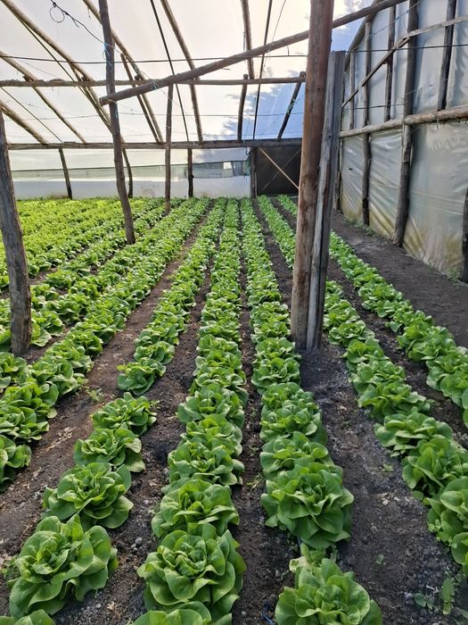 Salata verde de vanzare