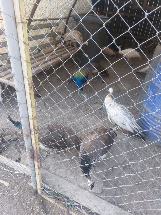 Vand pauni maturi si pui