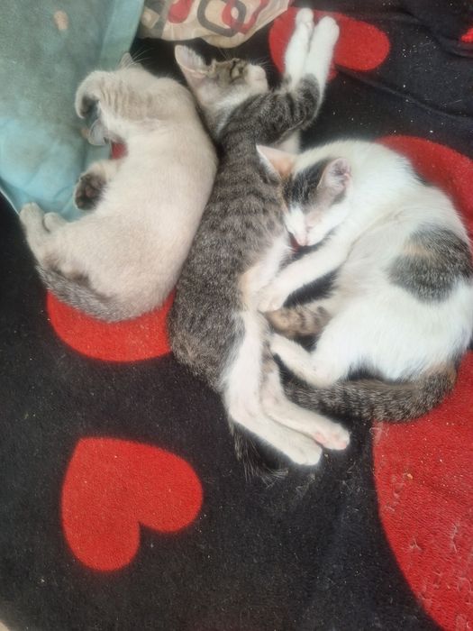 Pui de pisica pentru adoptie