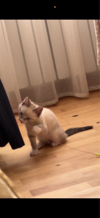 Отдам даром кота 2 месяца