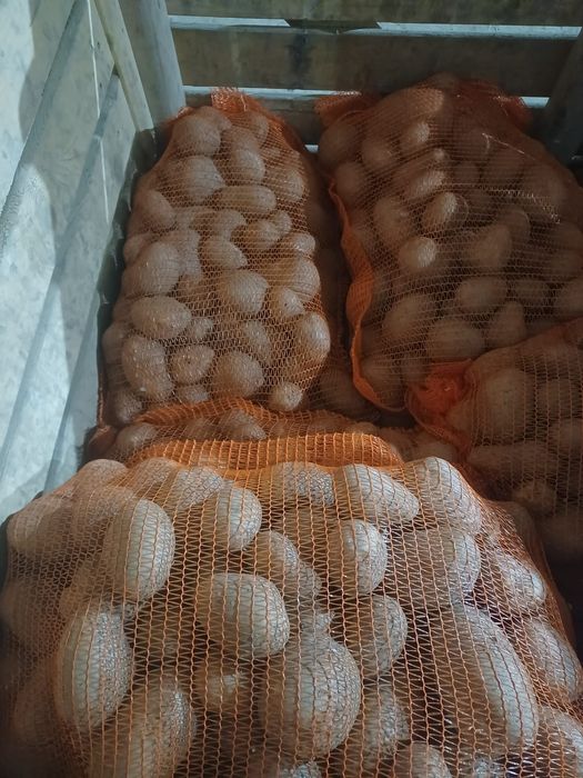 Cartofi 55+ de nisip 25kg egalizat