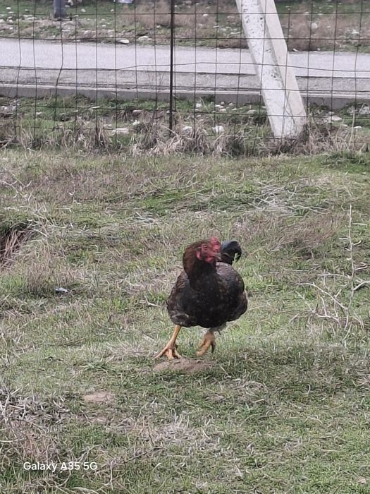 ҚОРАЗ келісім бар