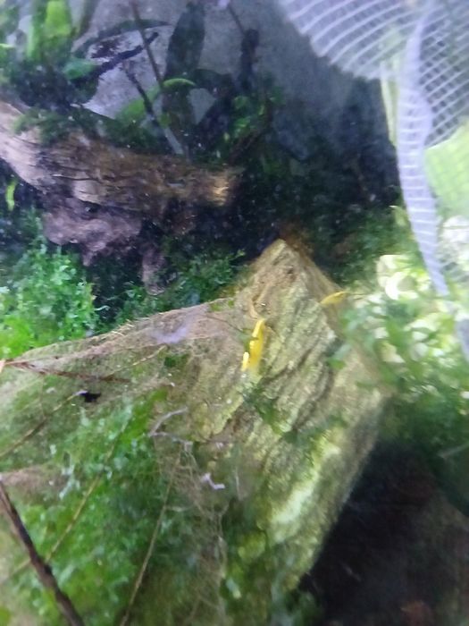 Creveti acvariu galbeni yellow și yellow neon