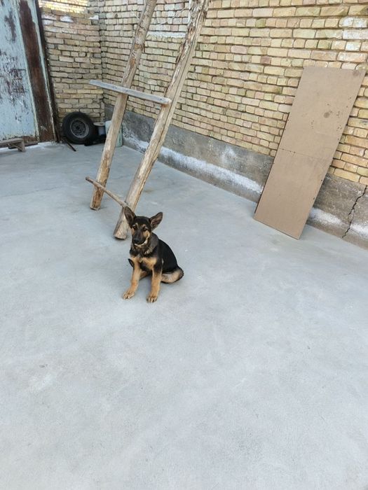 к продаже щенок овчарки