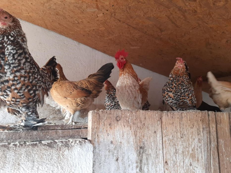 Vând găini mii de flori