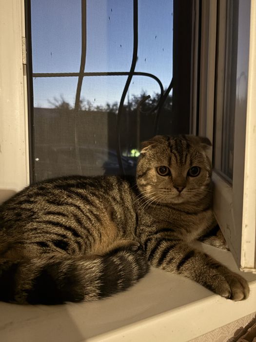 Шотландская вислоухий кот.