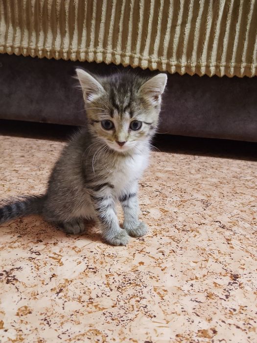 Отдам котят в добрые ручки!