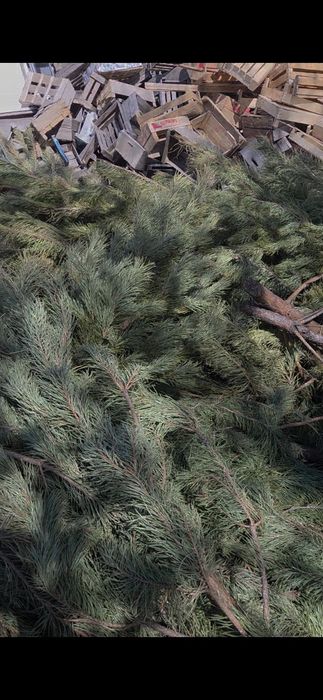 Бесплатно на дрова с доставкой