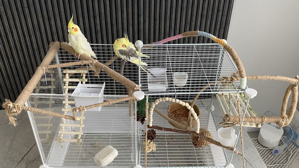 Пара попугаев кореллы