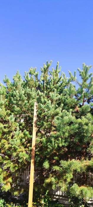 Сосны , лиственница крупномеры в Астане