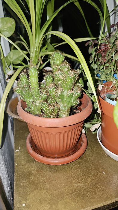 Продаются комнатные цветы