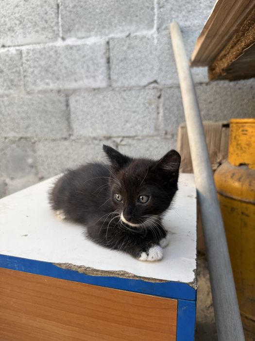 Отдам бесплатно котят