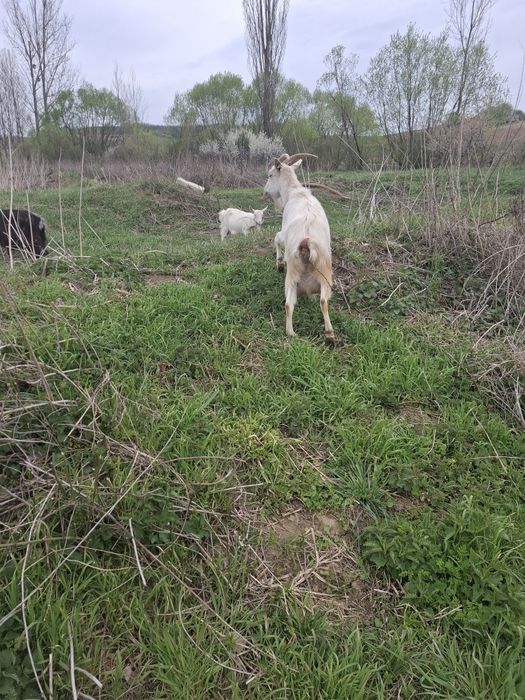 Capre de clasă cu lapte!!!