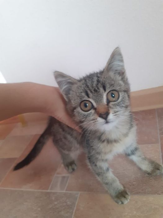 Отдам в добрые руки котенка девочку