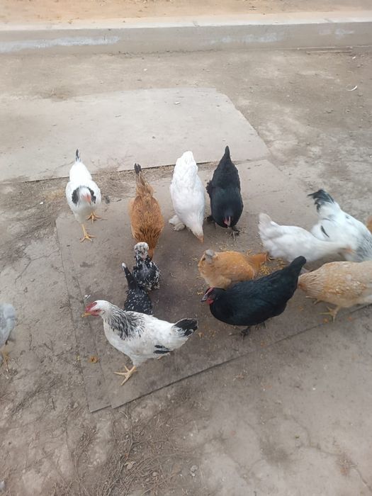 Куры домашние молодые