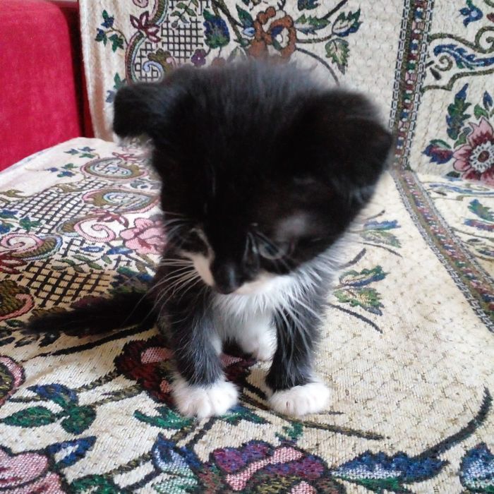 Наши маленькие котята