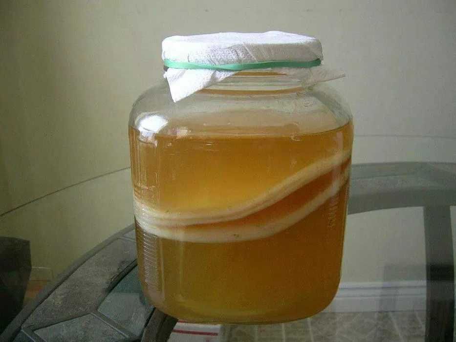 Чайный гриб-комбуча