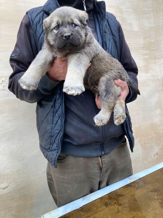 Щенок Кангала Чистокровный