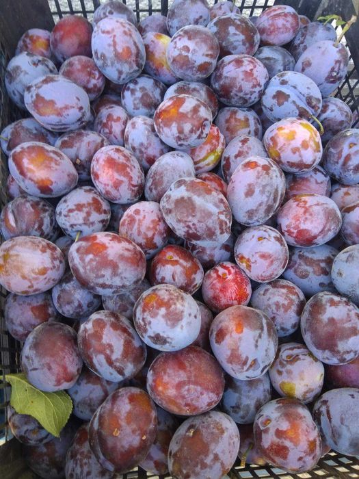 Продава се Земеделски имот в с. Завой, Област Ямбол -  кв.м за 1700 €/дка - Снимка #3