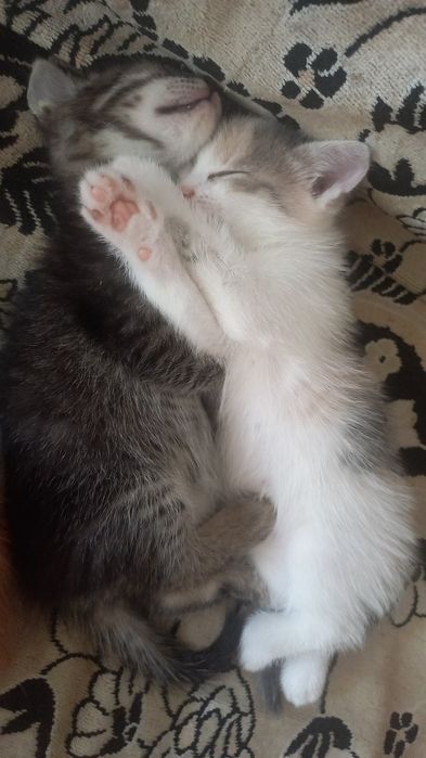 Котята даром! В добрые руки