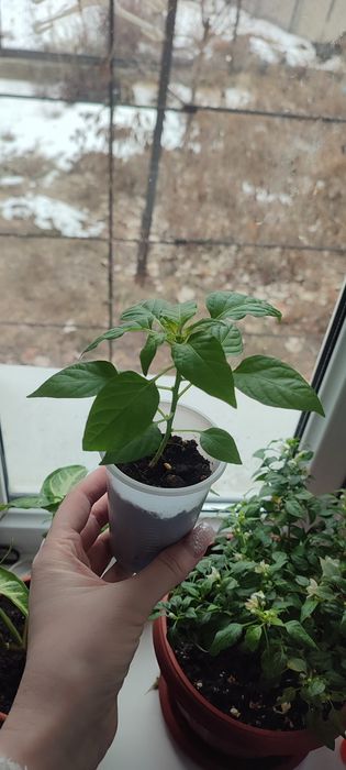 Рассада перца, крепкие здоровые саженцы