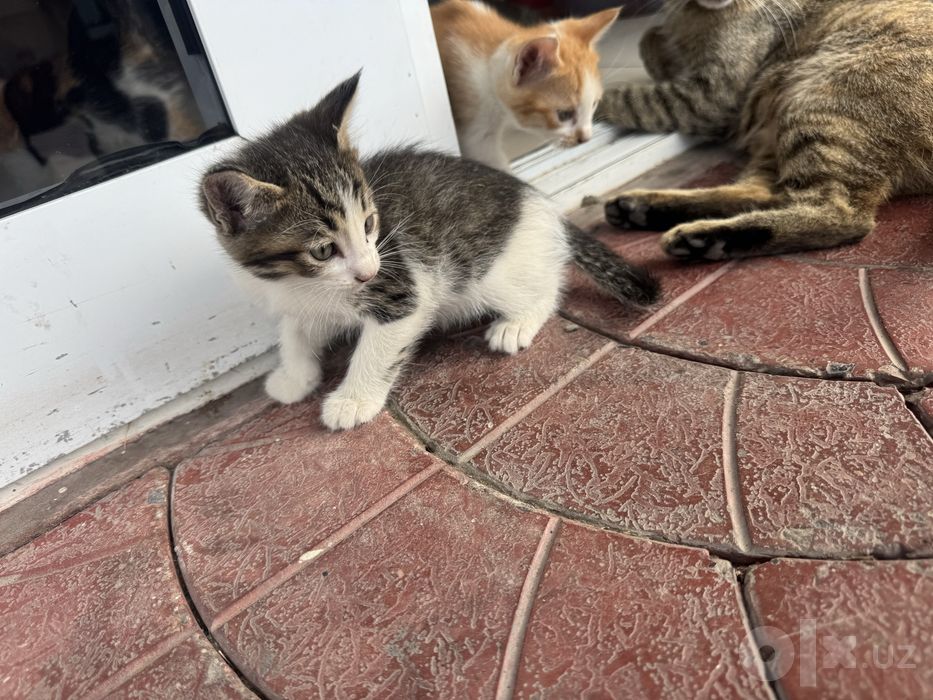 Отдам котят в добрые руки БЕСПЛАТНО!