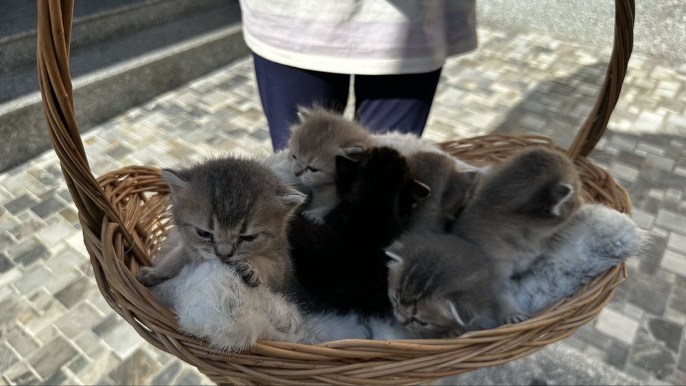 Открыт брон на котят