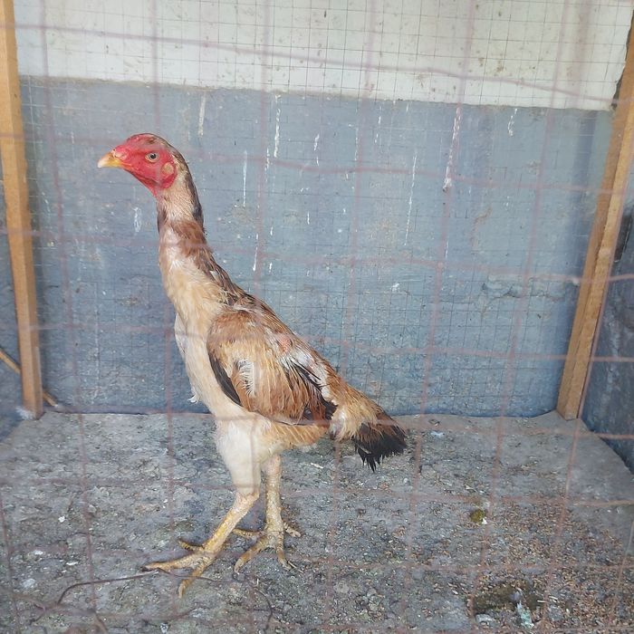 Хинтушка 1.5год мошная курочка