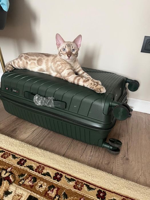 Бенгальский кот