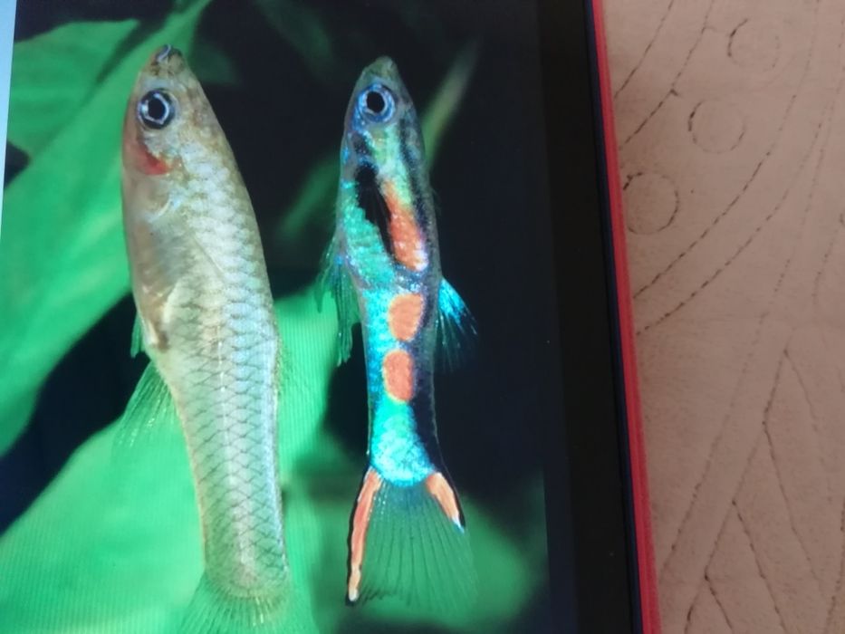 Аквариумные рыбки гуппи Эндлера.