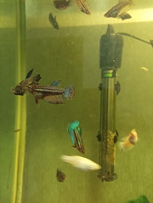 Петушок самка сотилади