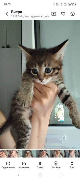 Котенок девочка Мия