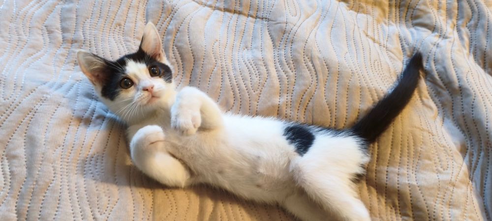 Подарява се уникално женско котенце