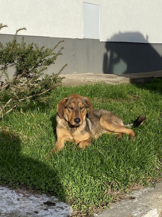 Donez cațelușă jucăușă