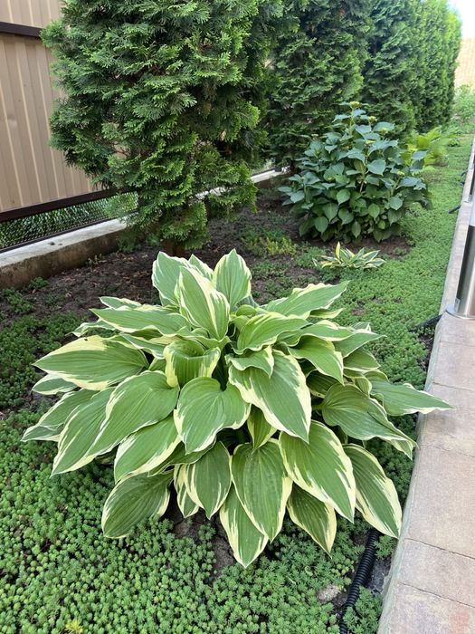 Продам растения для сада