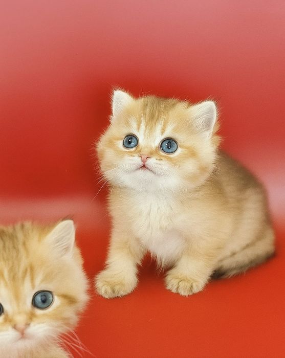 Чехиялық жастар порно